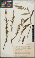 Foto von Salix alba L. x Salix fragilis L.